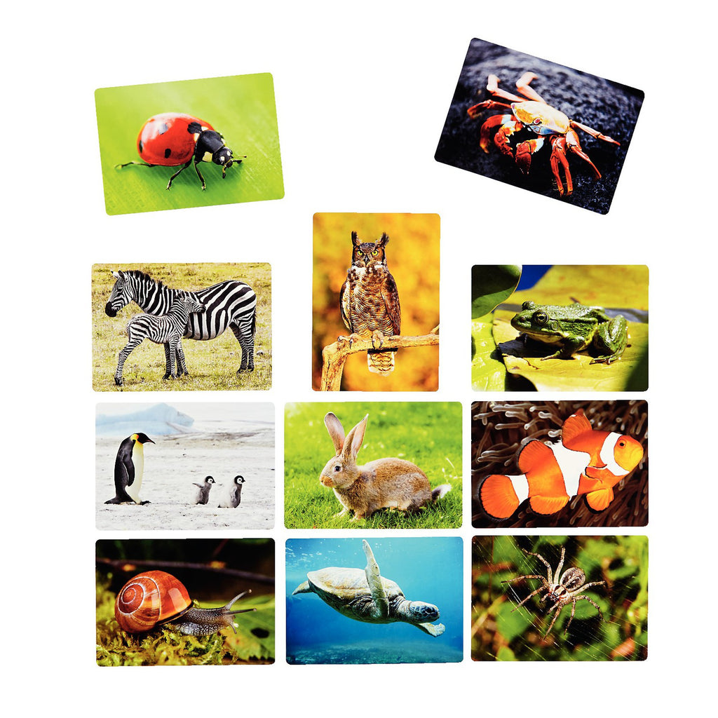 Afbeeelding van het spel Foto Box - Dieren, speciaal geselecteerd  voor ouderen met dementie.