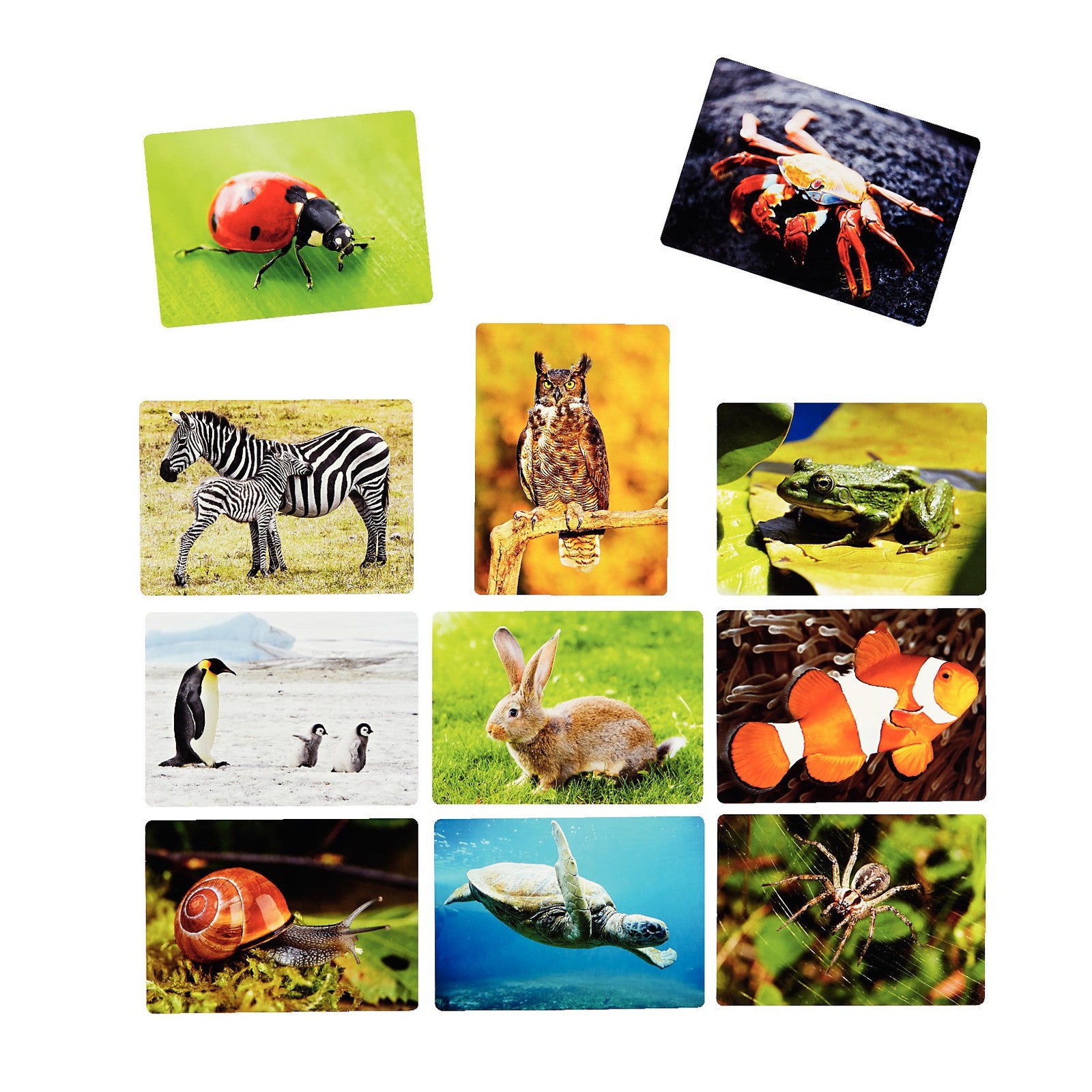 Afbeeelding van het spel Foto Box - Dieren, speciaal geselecteerd  voor ouderen met dementie.