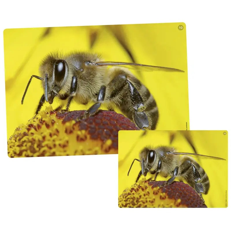 Foto Box - Dierengeluiden en Prentenboek