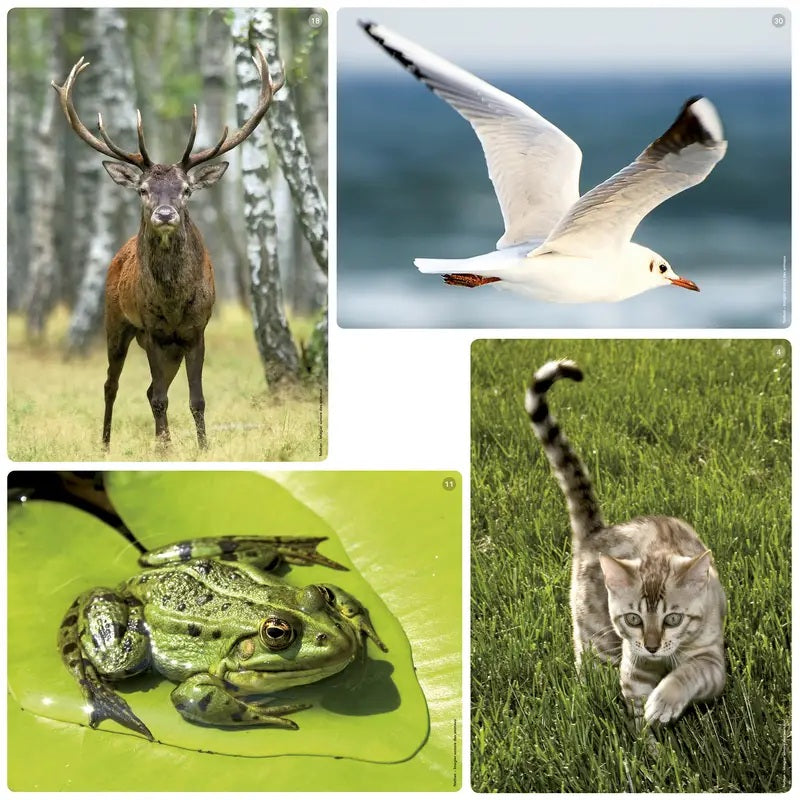 Foto Box - Dierengeluiden en Prentenboek