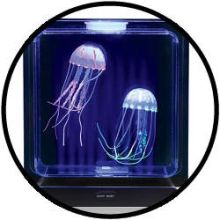 Aquarium Kwallen Vierkant